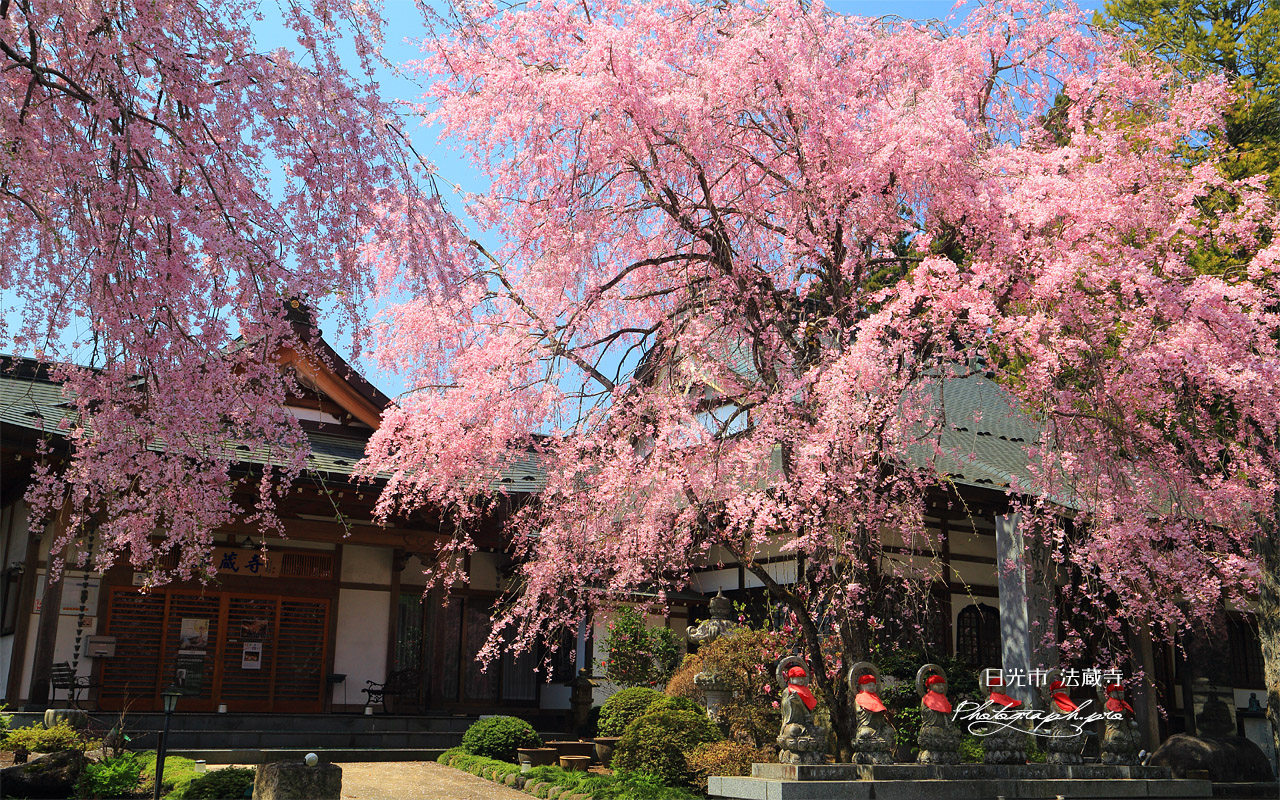 法蔵寺のしだれ桜 壁紙