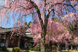 法蔵寺のしだれ桜
