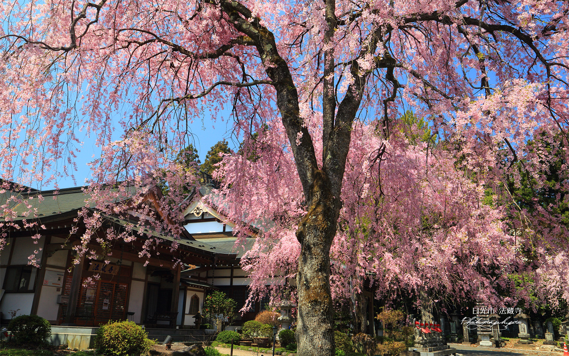 法蔵寺のしだれ桜
