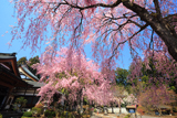 法蔵寺のしだれ桜
