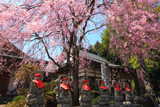 法蔵寺のしだれ桜
