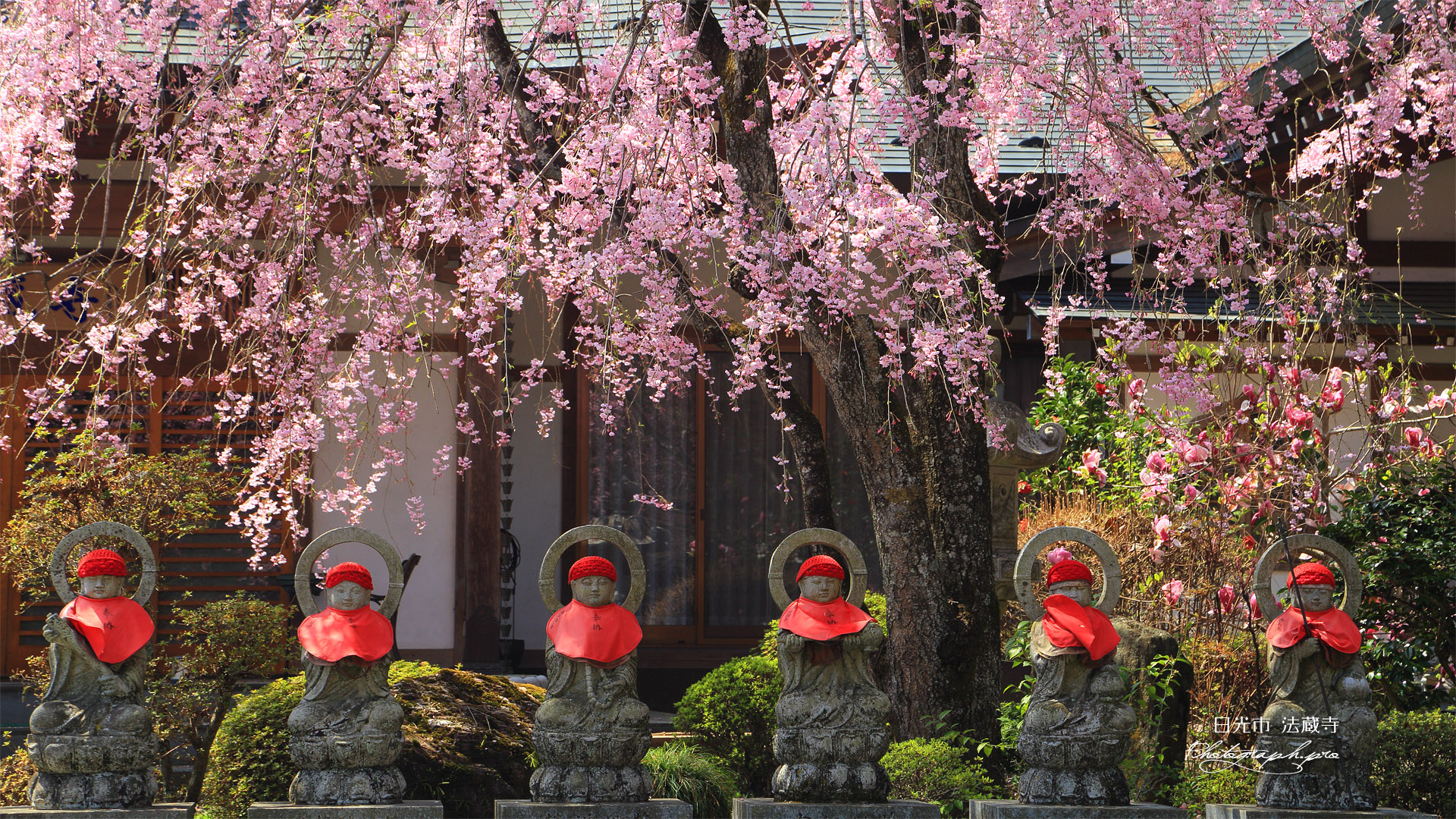 法蔵寺のしだれ桜