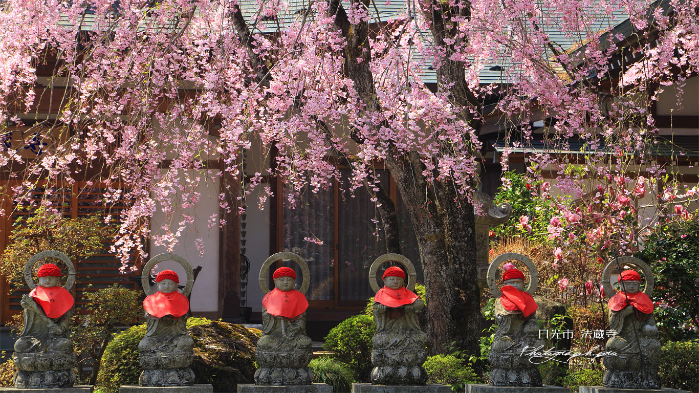 法蔵寺のしだれ桜 壁紙
