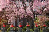 法蔵寺のしだれ桜