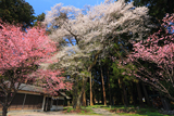 岩崎神社のエドヒガン