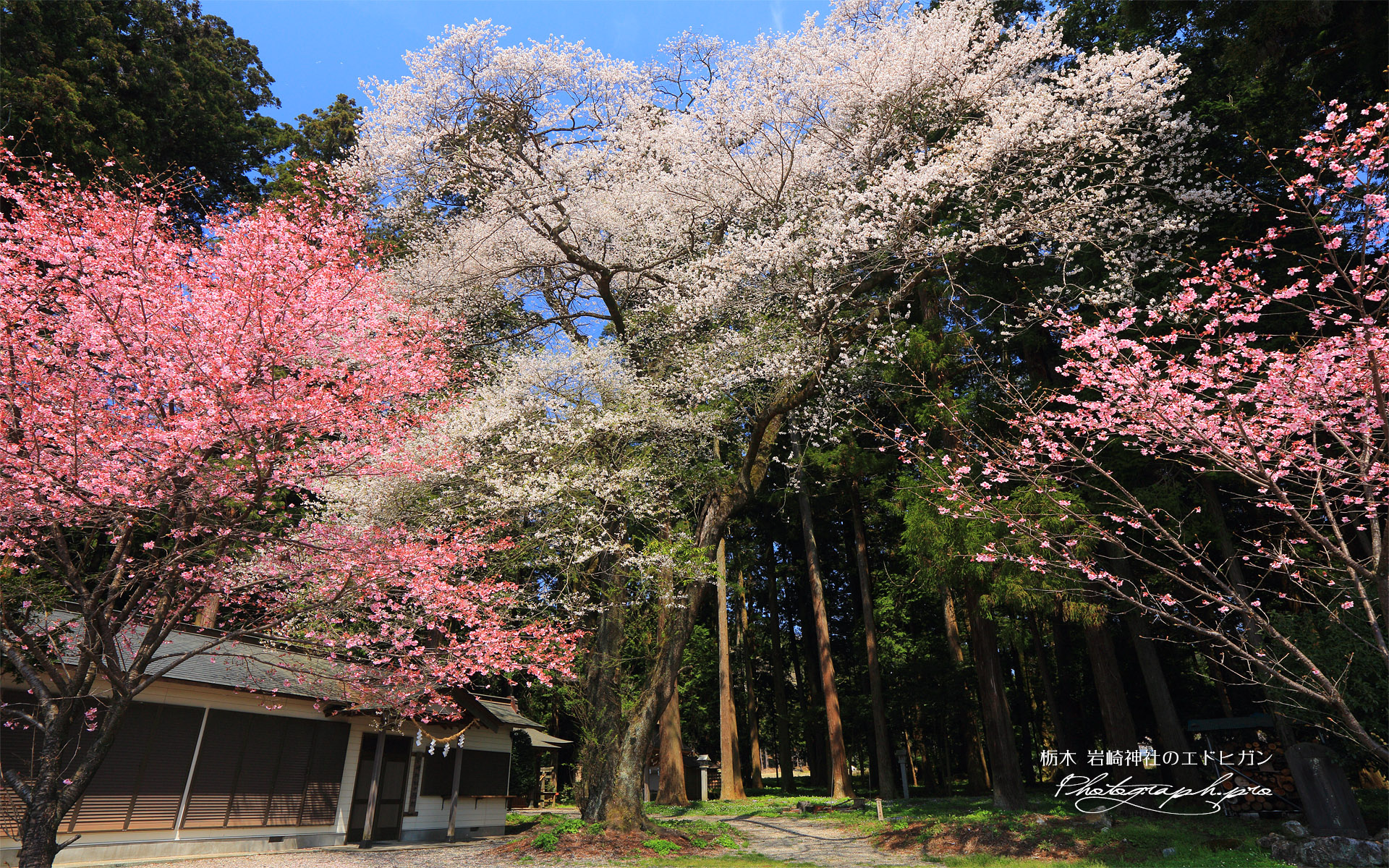 岩崎神社のエドヒガン