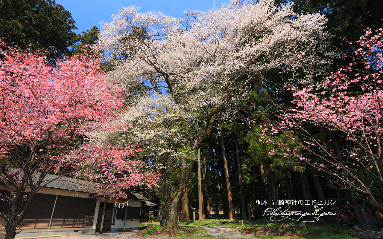 岩崎神社のエドヒガン 壁紙
