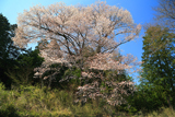 沓掛のヤマザクラ