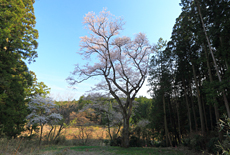 矢野口の腰掛桜