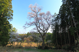 矢野口の腰掛桜