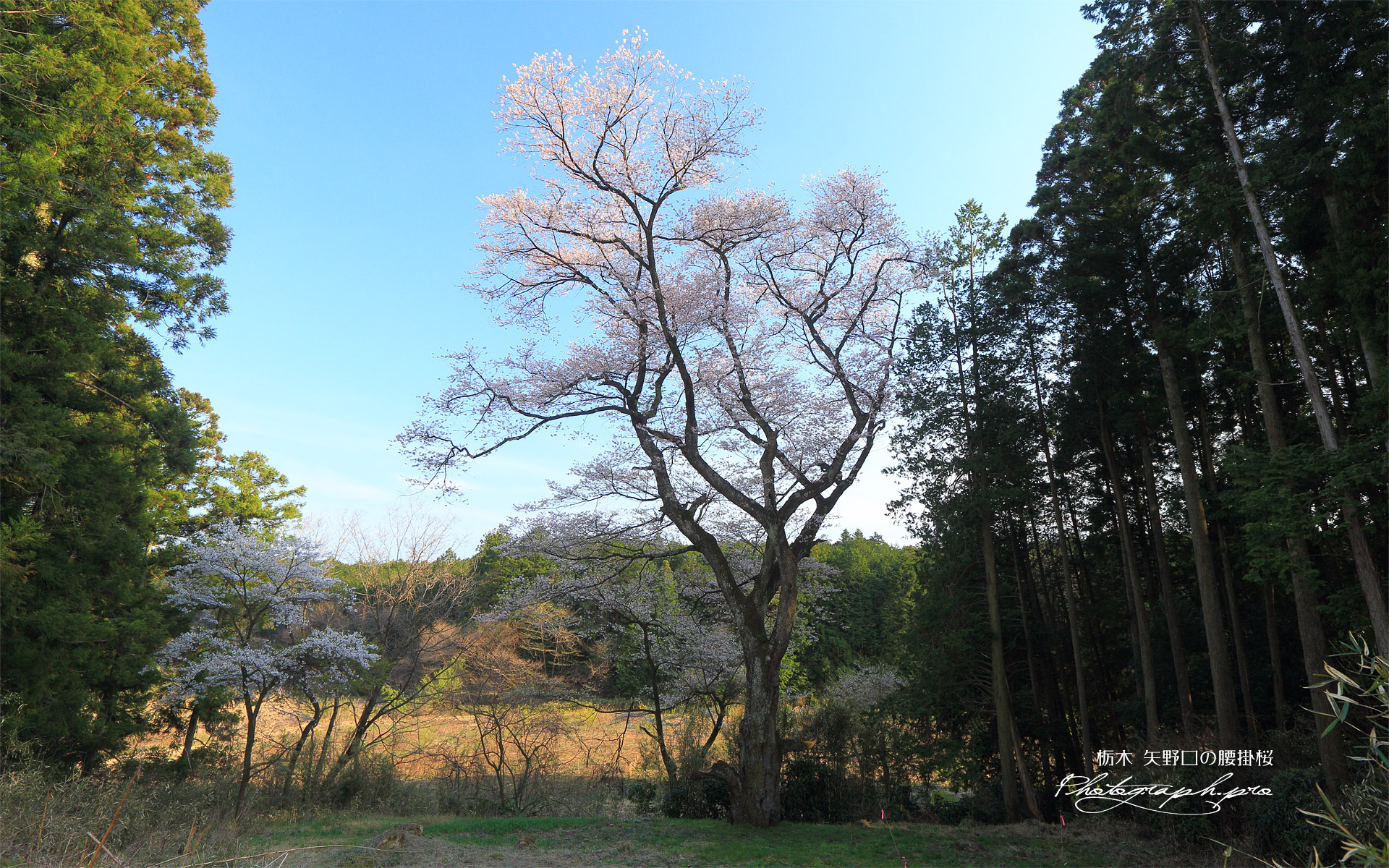 矢野口の腰掛桜