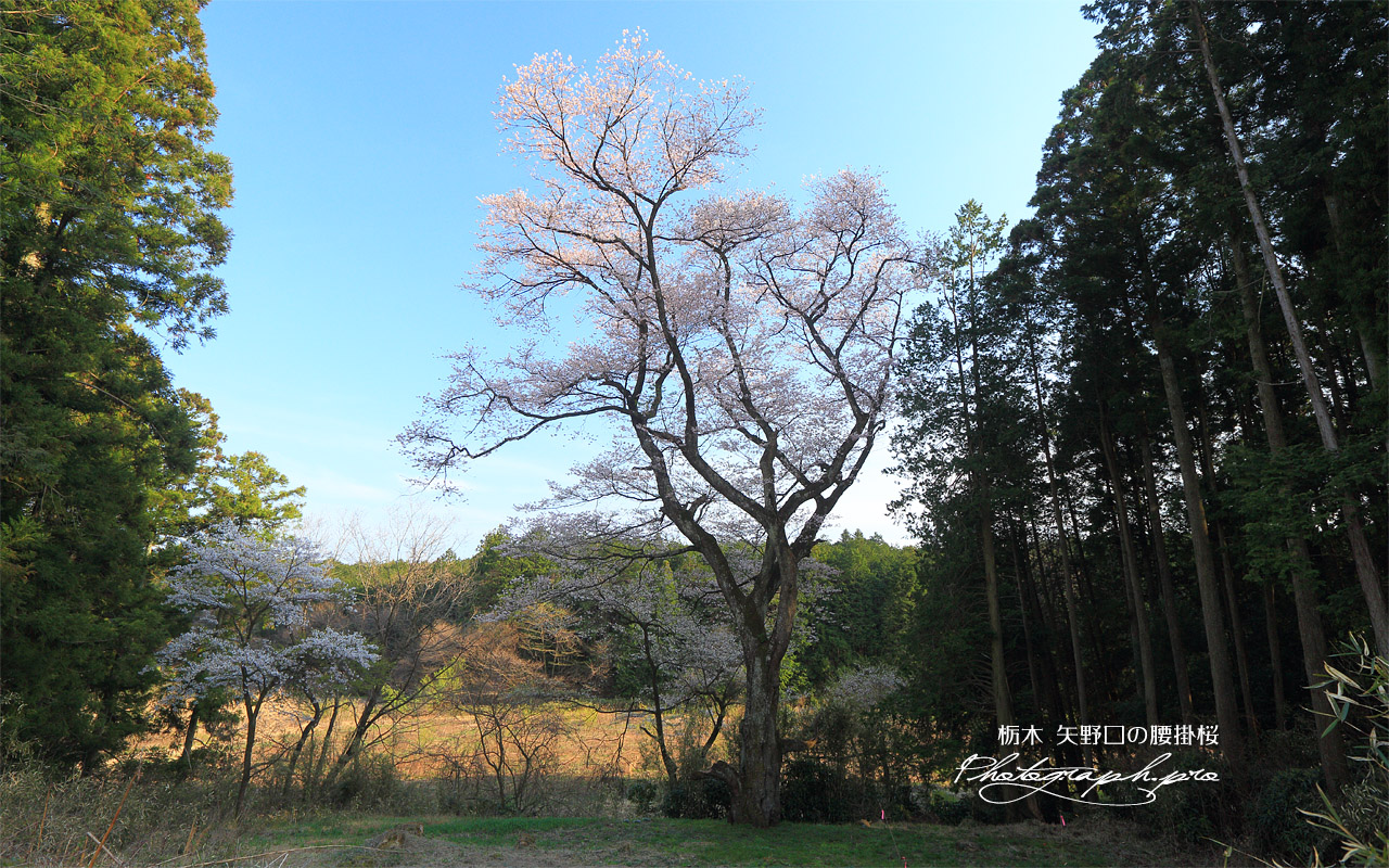 矢野口の腰掛桜 壁紙