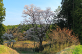矢野口の腰掛桜
