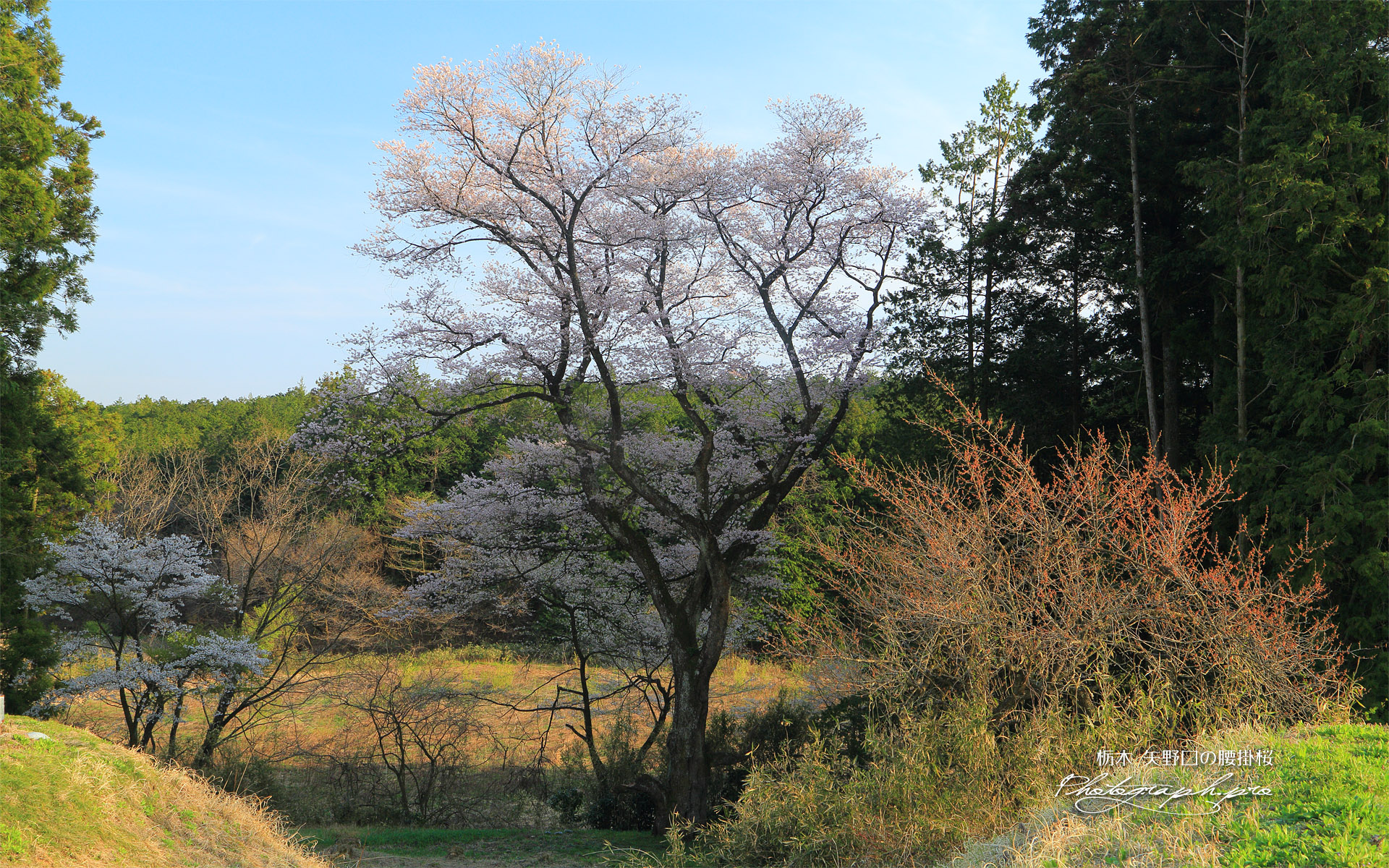 矢野口の腰掛桜