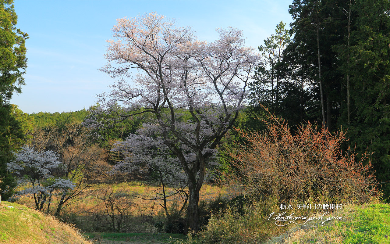矢野口の腰掛桜 壁紙