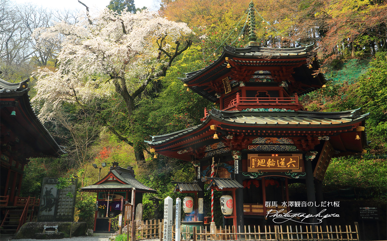 水澤観音のしだれ桜 壁紙