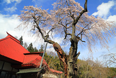 三福寺の枝垂れ桜