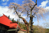 三福寺の枝垂れ桜