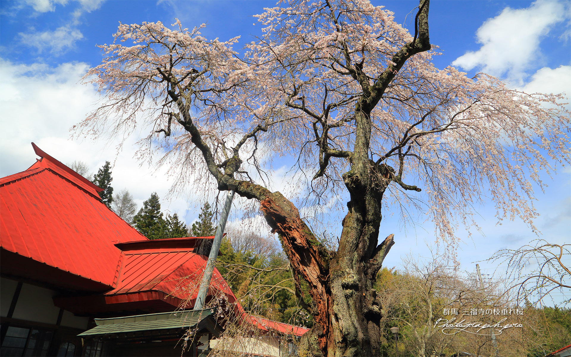 三福寺の枝垂れ桜