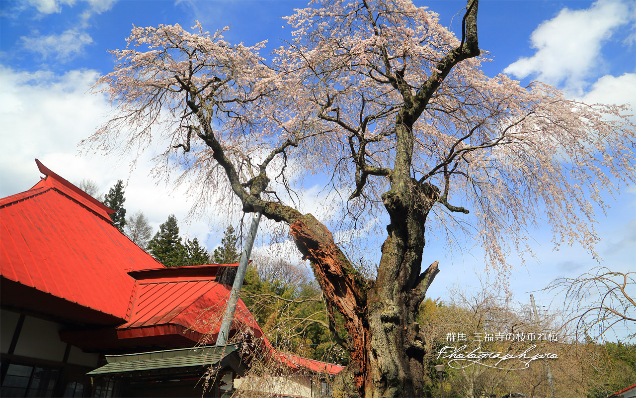 三福寺の枝垂れ桜 壁紙