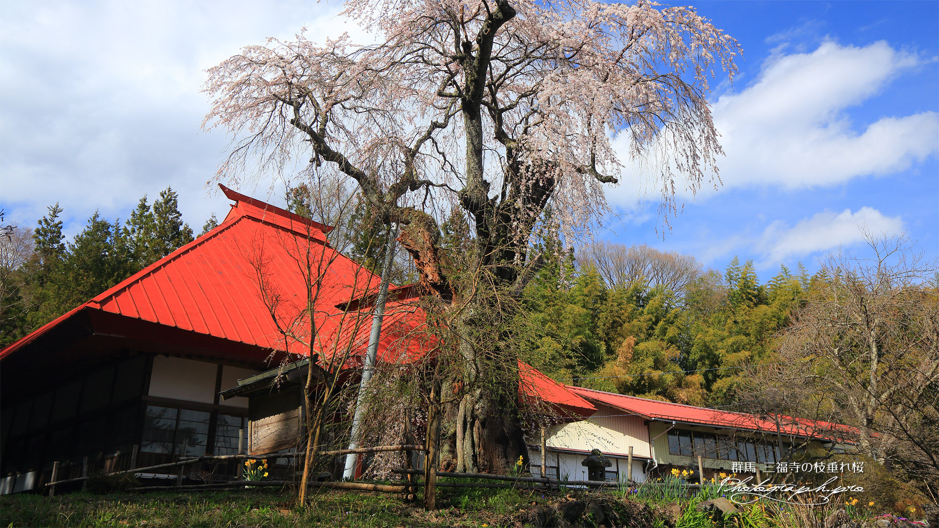 三福寺の枝垂れ桜