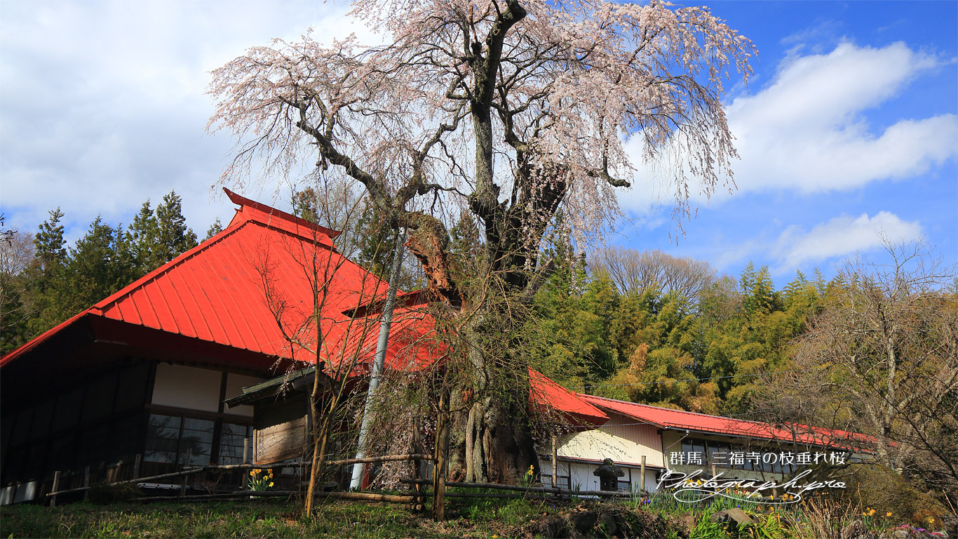 三福寺の枝垂れ桜 壁紙