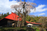 三福寺の枝垂れ桜