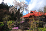 三福寺の枝垂れ桜