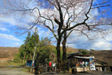 忠治地蔵１本桜