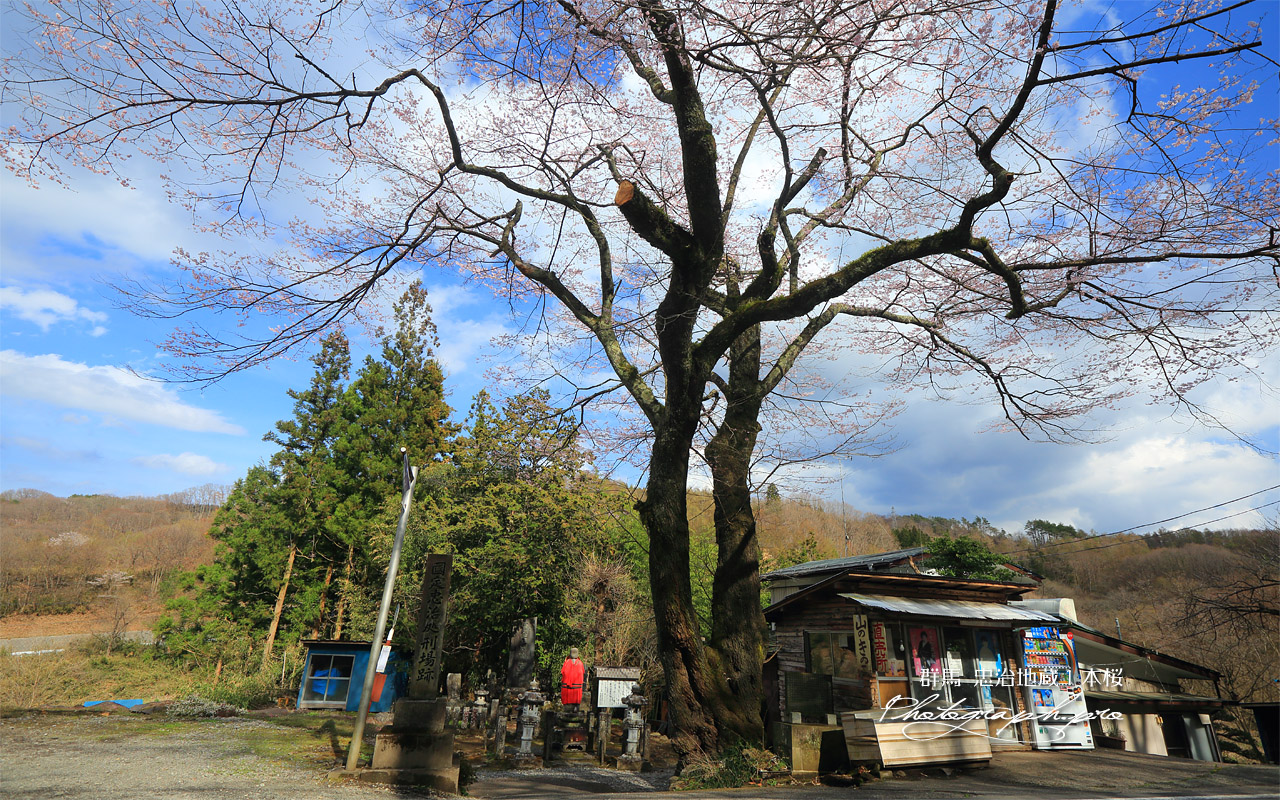 忠治地蔵１本桜 壁紙