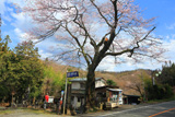 忠治地蔵１本桜