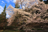 泉沢の陽気桜