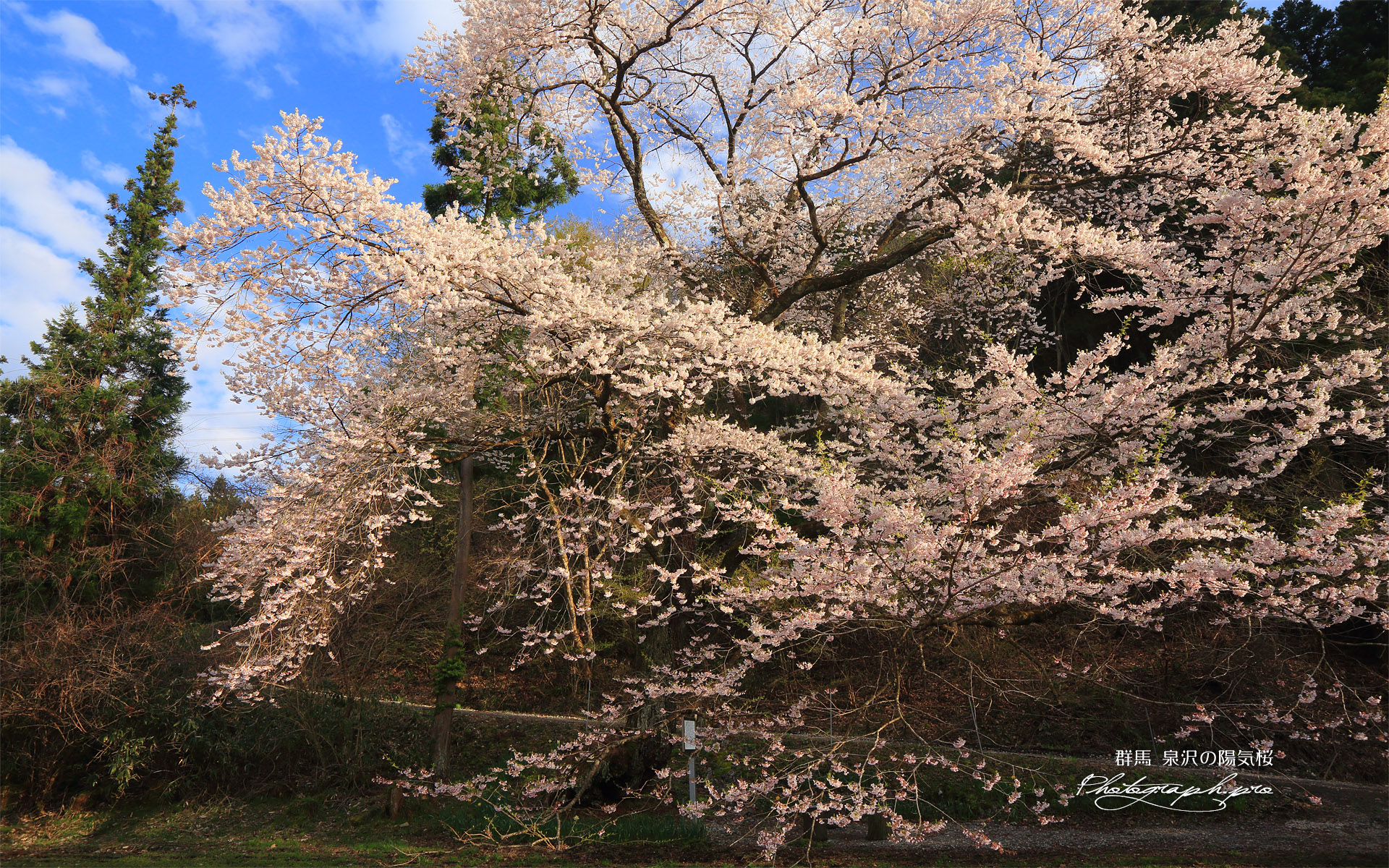 泉沢の陽気桜