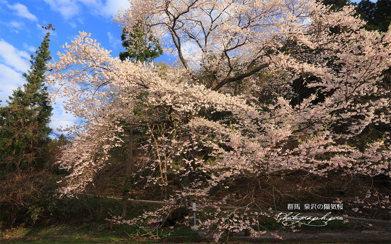 泉沢の陽気桜 壁紙