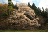 泉沢の陽気桜