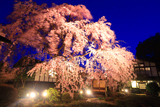丸一のしだれ桜