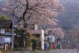 猿ヶ京関所跡のしだれ桜
