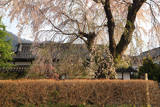 猿ヶ京関所跡のしだれ桜