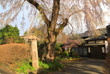 猿ヶ京関所跡のしだれ桜