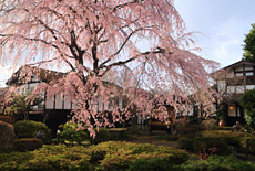 丸一のしだれ桜