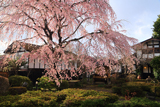 丸一のしだれ桜