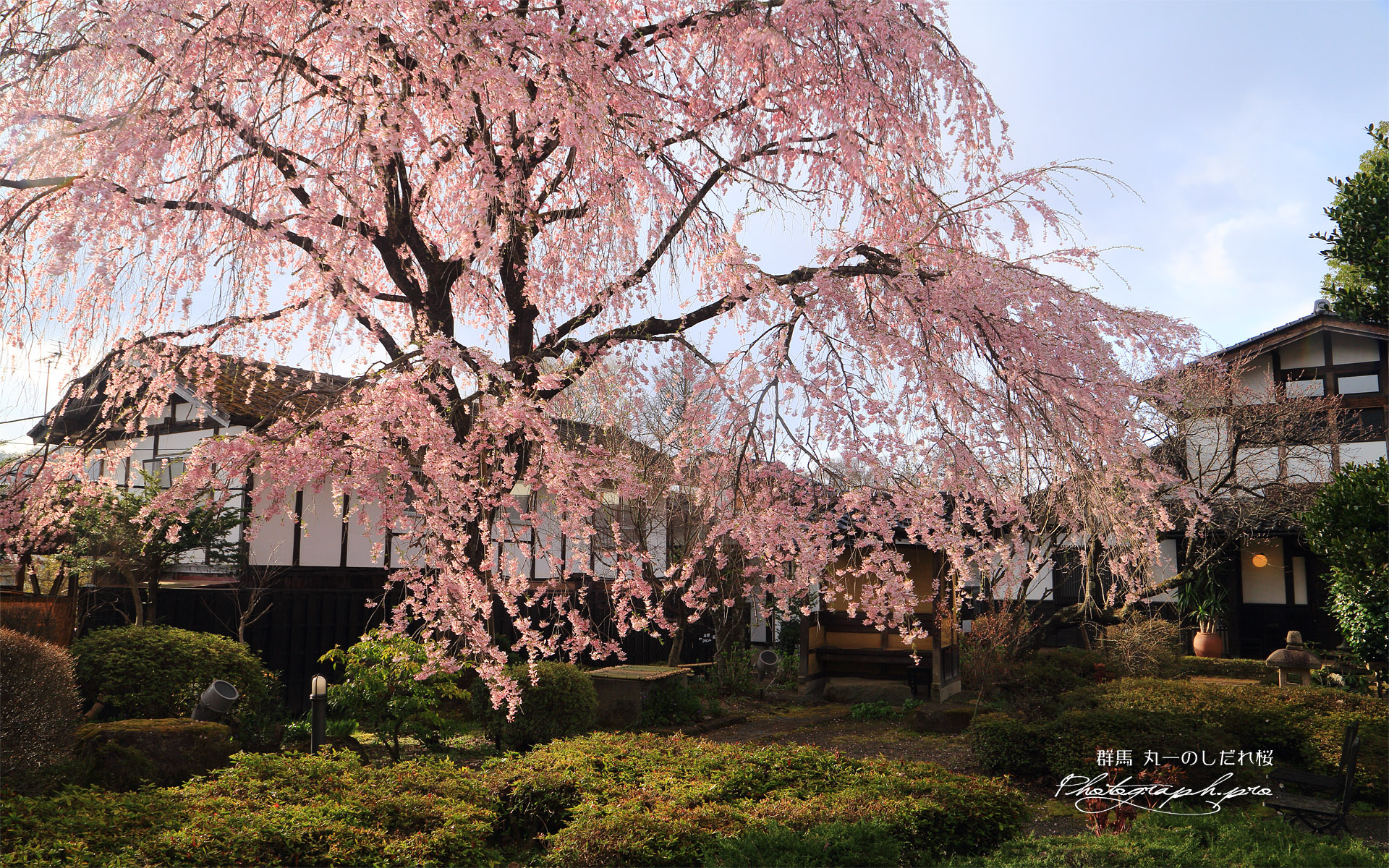 丸一のしだれ桜