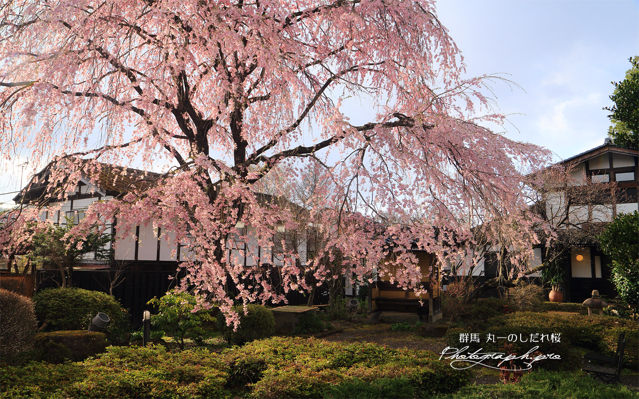 丸一のしだれ桜 壁紙