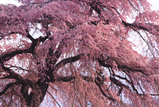 下馬の枝垂れ桜