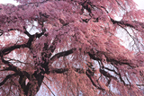 下馬の枝垂れ桜