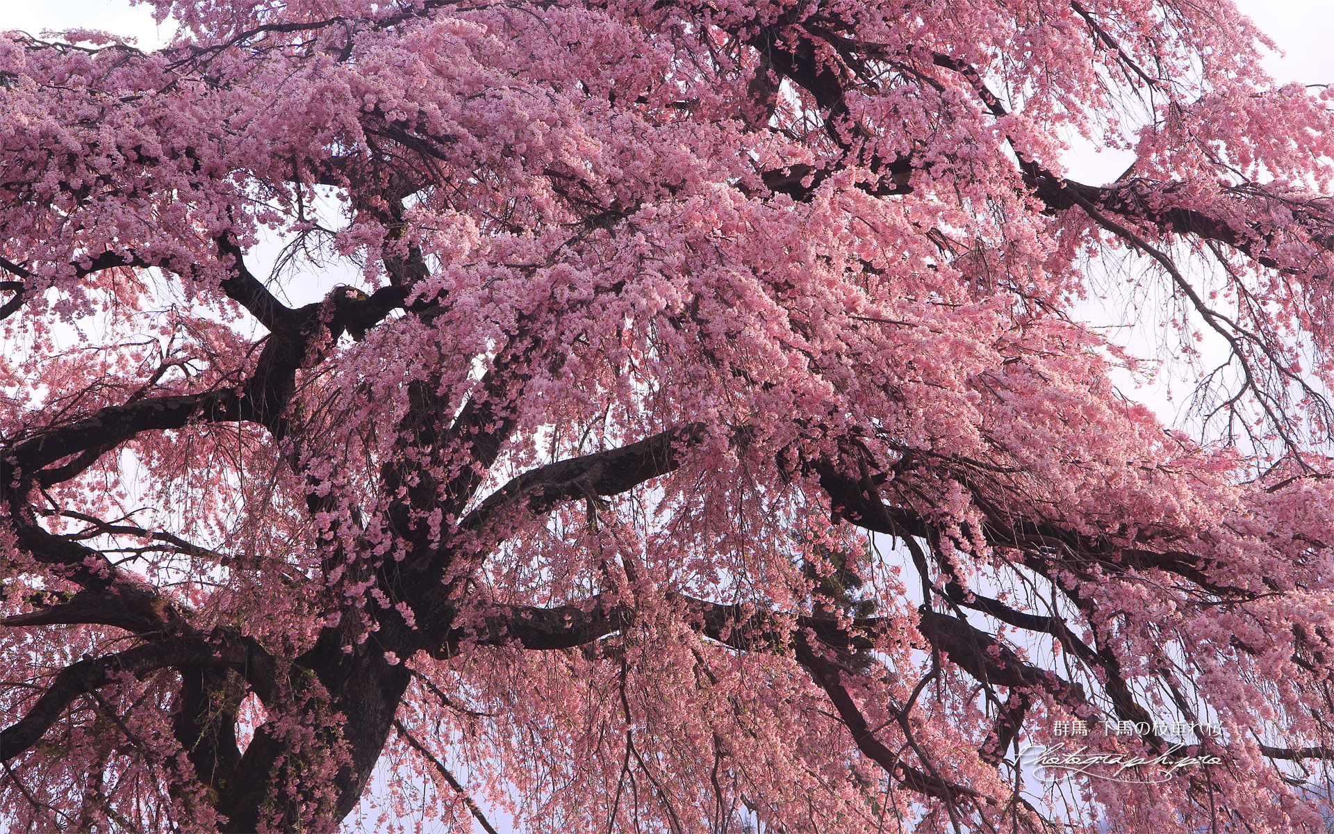 下馬の枝垂れ桜