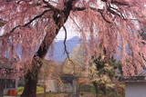 下馬の枝垂れ桜
