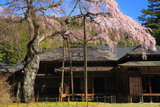 日光田母沢御用邸記念公園のしだれ桜