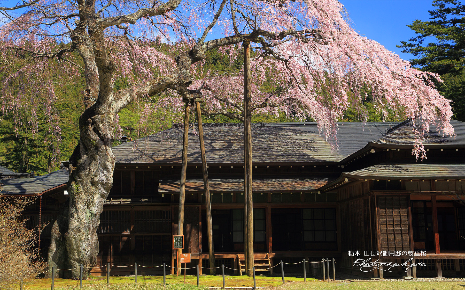 日光田母沢御用邸記念公園のしだれ桜