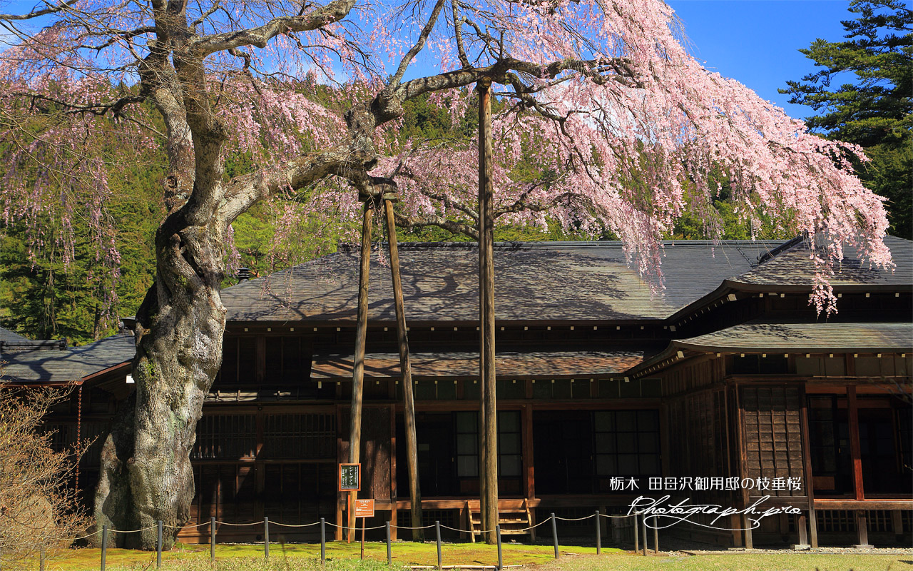 日光田母沢御用邸記念公園のしだれ桜 壁紙
